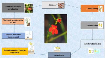 Trenchant microbiological-based approach for the control of Striga: Current practices and future prospects